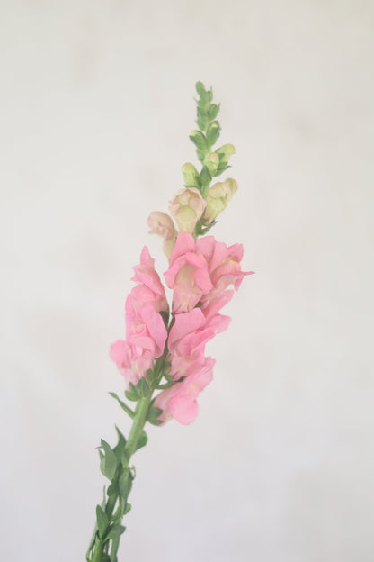 Snapdragons