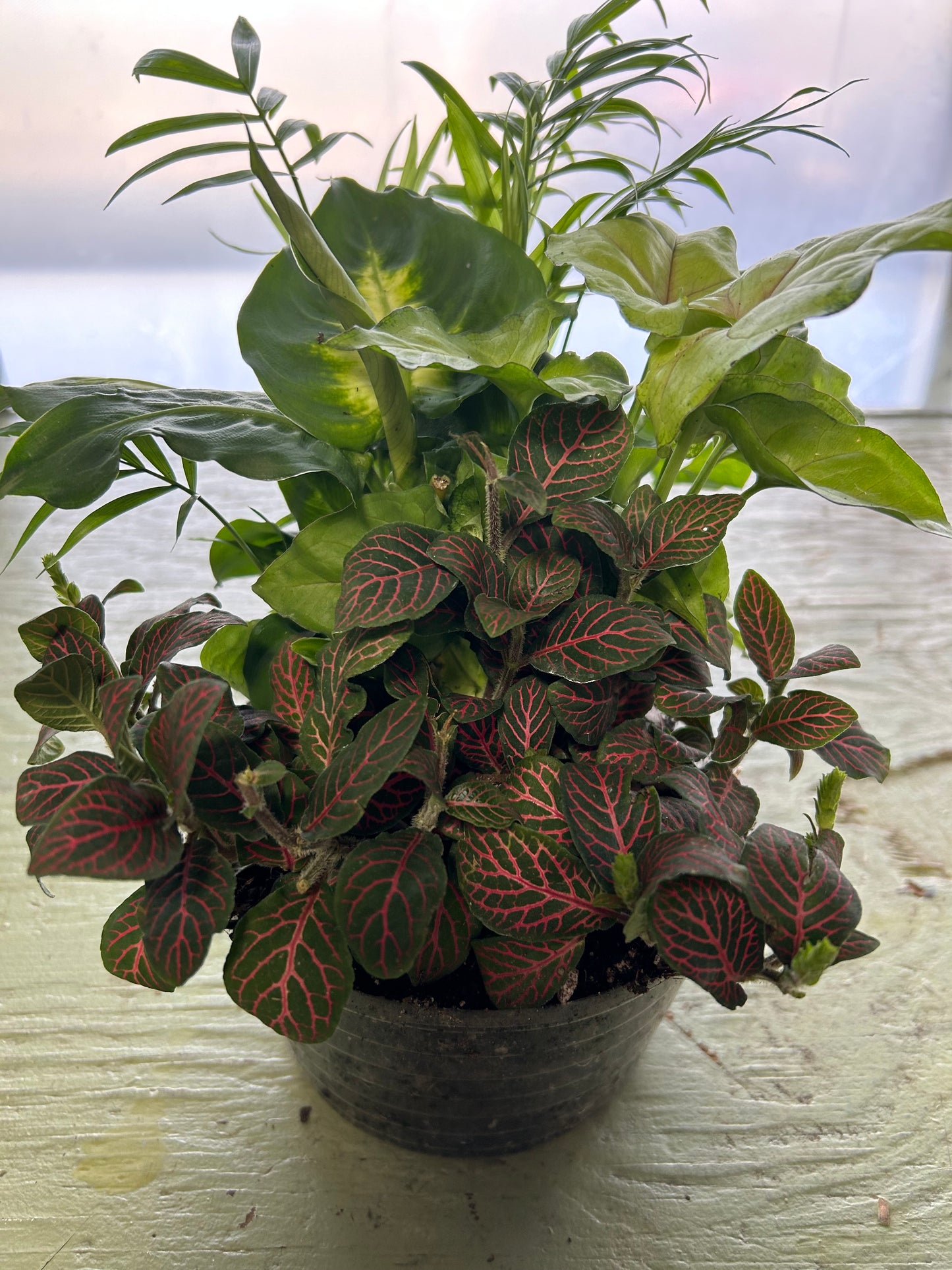 Dish Gardens with Assorted Green Plants