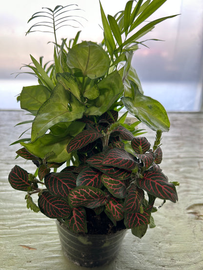 Dish Gardens with Assorted Green Plants