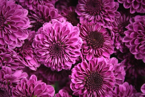 Chrysanthemum Buttons/Novelties