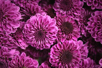 Chrysanthemum Buttons/Novelties