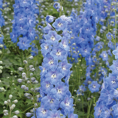 Delphinium