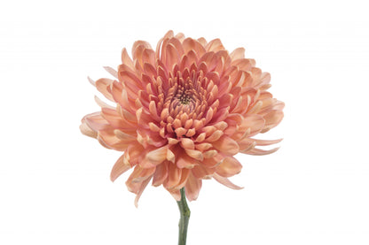 Chrysanthemum Disbud (Cremon, Fuji, Mum)