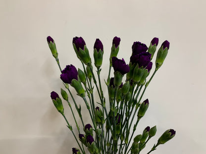 Carnations Spray (Mini Carnations)