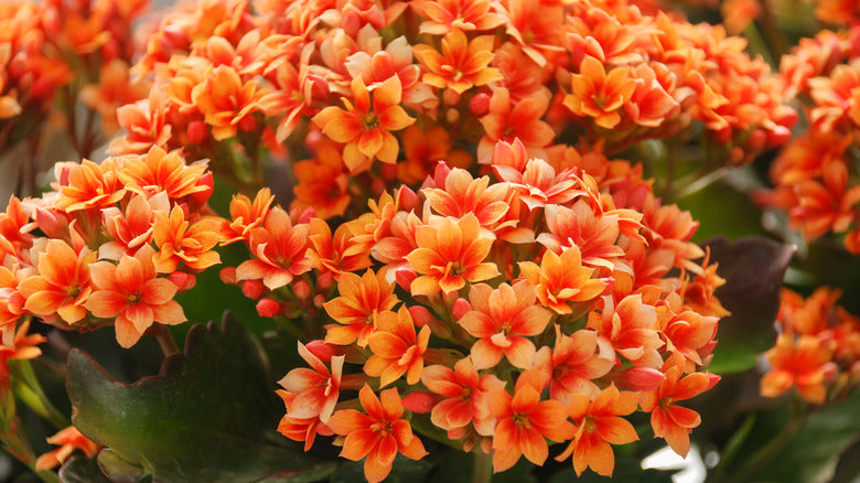 Kalanchoe - Assorted Colors