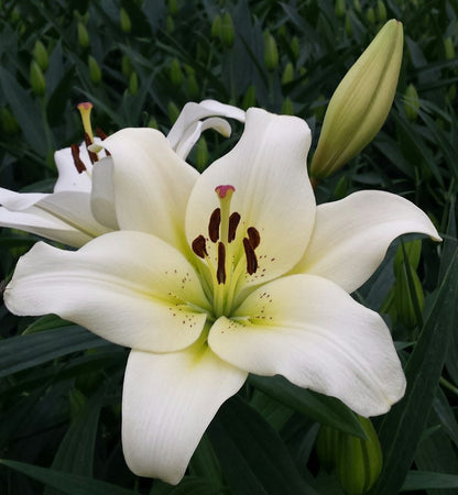 Lily Oriental