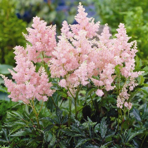 Astilbe