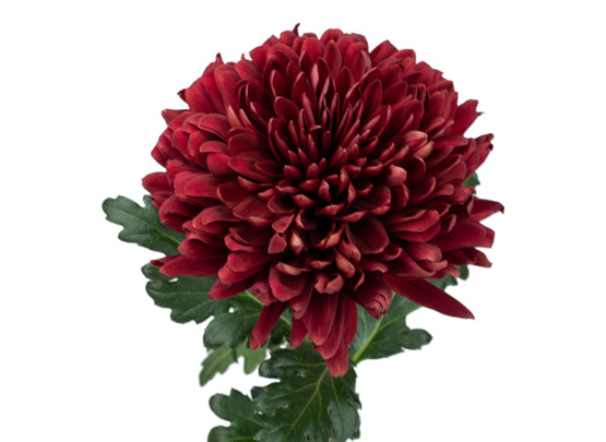 Chrysanthemum Disbud (Cremon, Fuji, Mum)