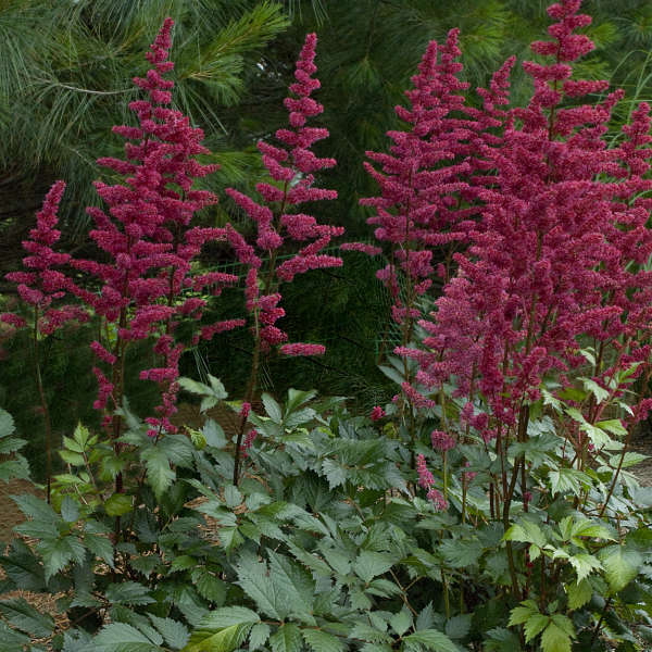 Astilbe