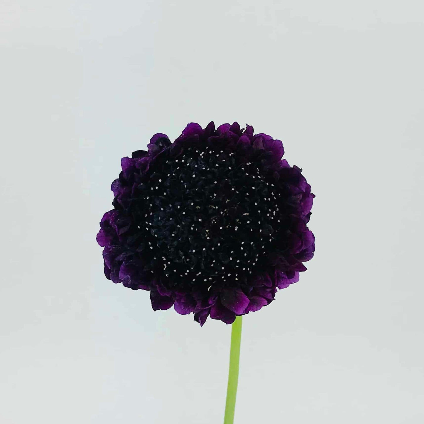 Scabiosa