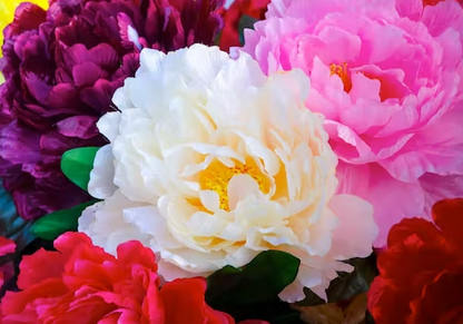 Peony