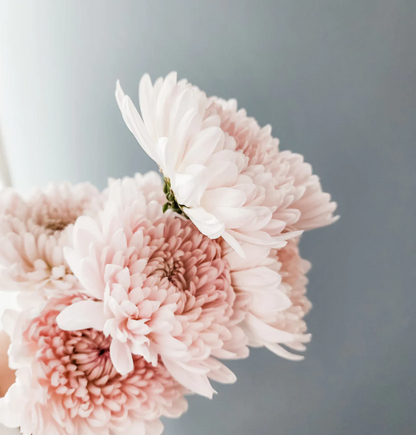 Chrysanthemum Disbud (Cremon, Fuji, Mum)