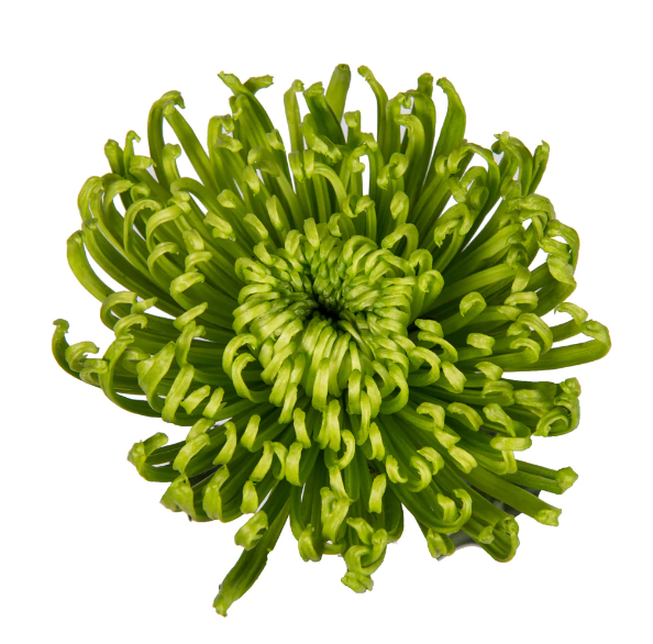 Chrysanthemum Disbud (Cremon, Fuji, Mum)