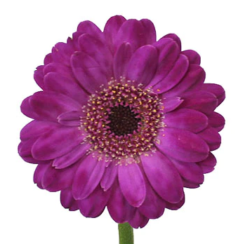 Gerbera