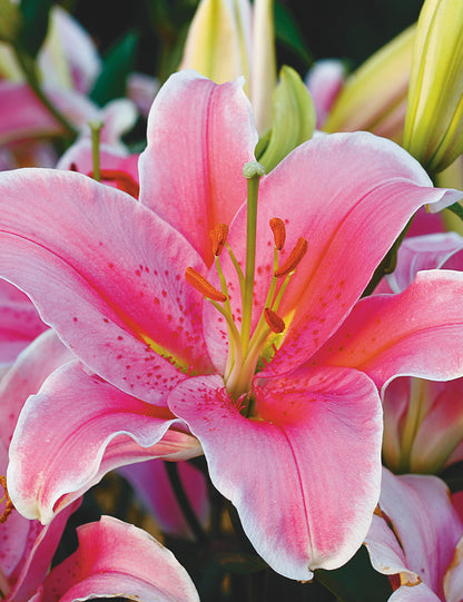 Lily Oriental