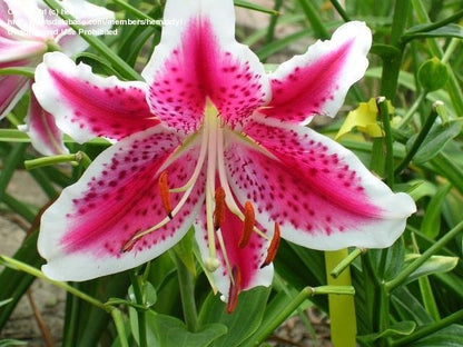 Lily Oriental