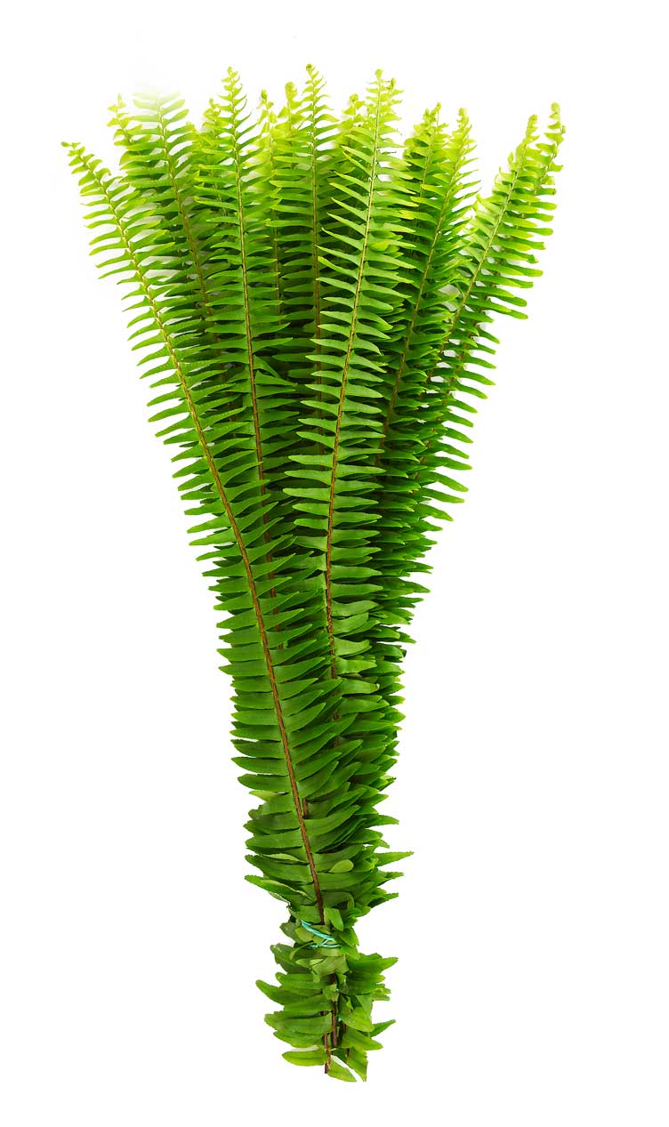 Sword Fern