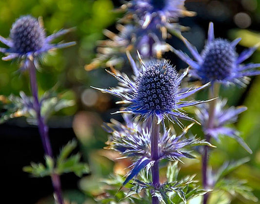 Thistle (Eryngium)