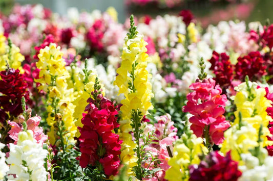 Snapdragons