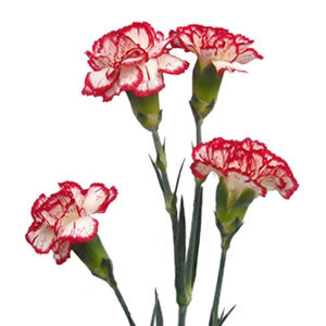 Carnations Spray (Mini Carnations)