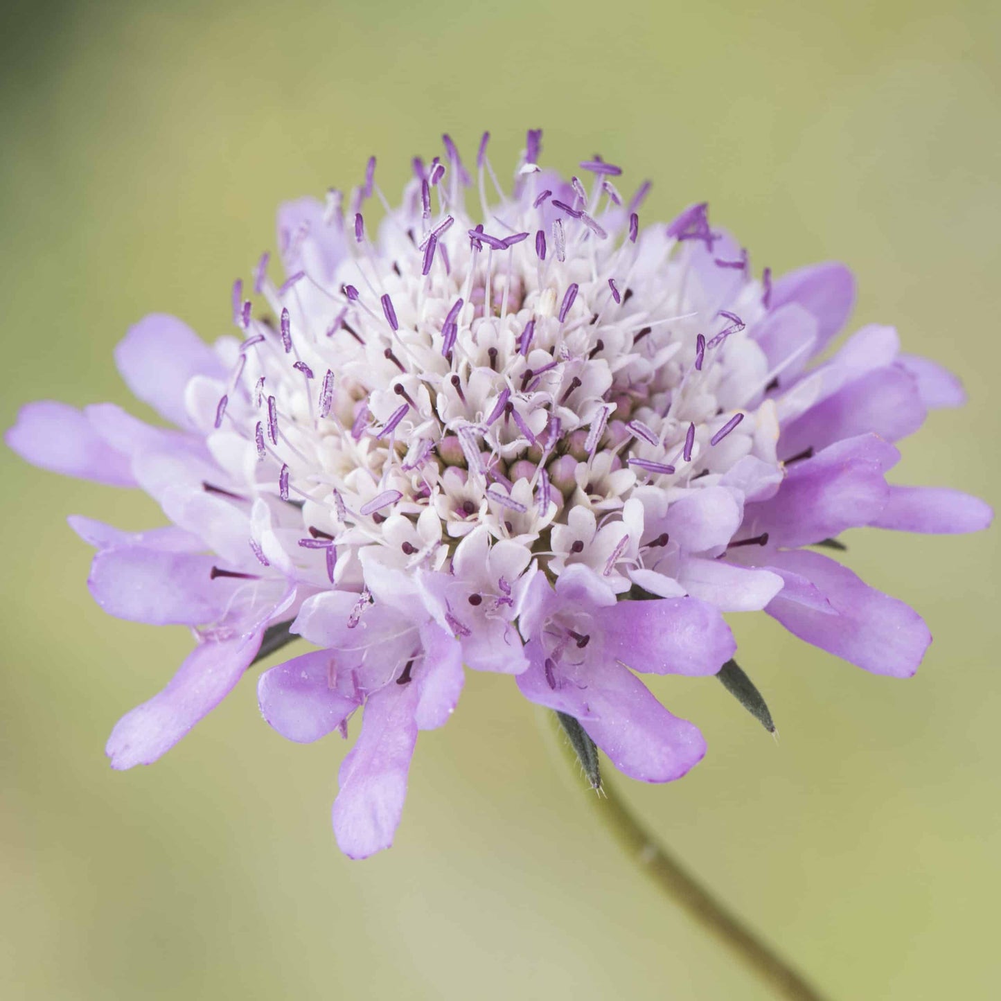 Scabiosa