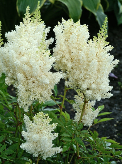 Astilbe