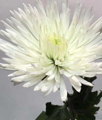 Chrysanthemum Disbud (Cremon, Fuji, Mum)