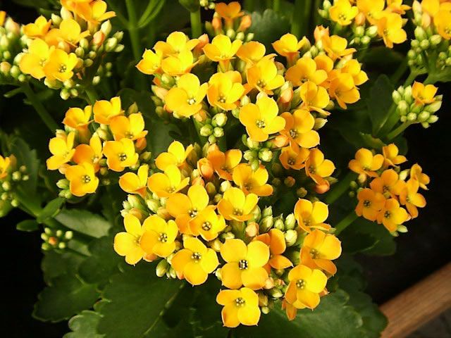 Kalanchoe - Assorted Colors