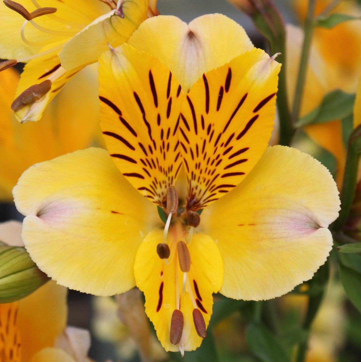 Alstroemeria