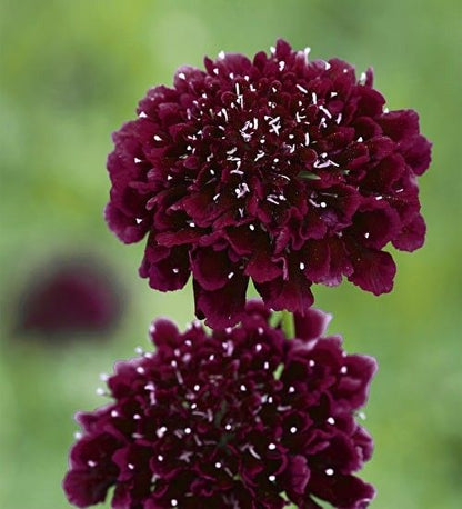 Scabiosa