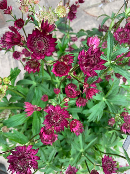 Astrantia