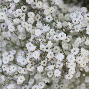 Gypsophilia (Baby's Breath)