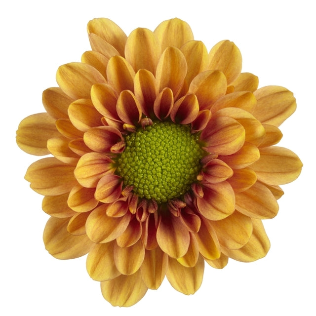 Chrysanthemum Spray Pompon Daisy Cleveland Plant & Flower Erie