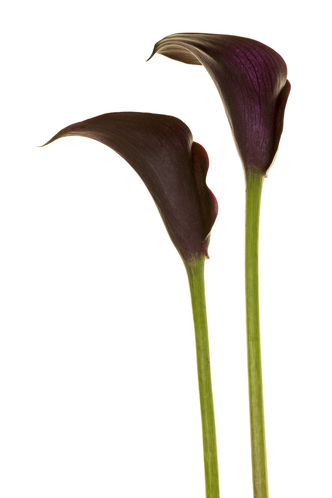 Calla Lily - Mini