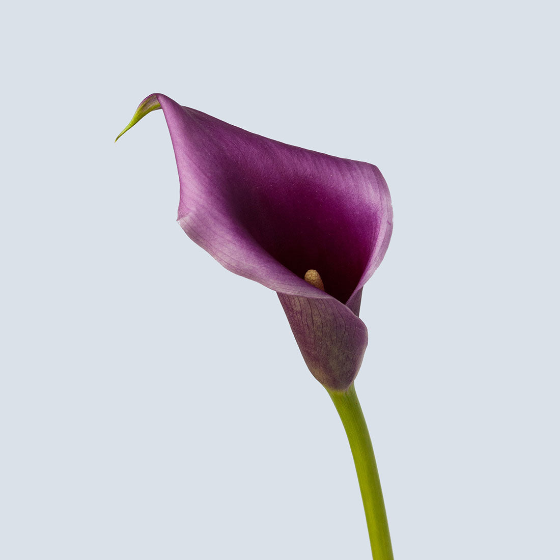 Calla Lily - Mini