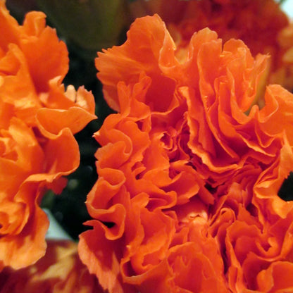 Carnations Spray (Mini Carnations)