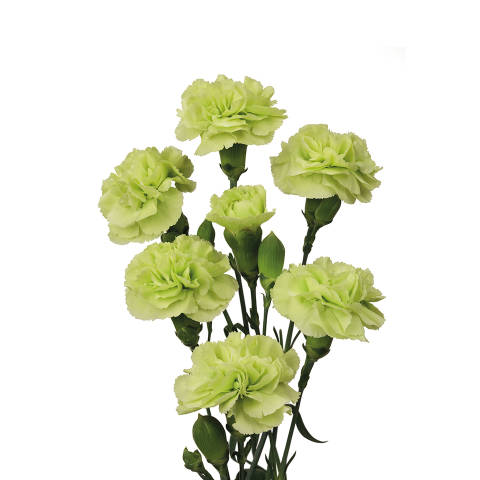 Carnations Spray (Mini Carnations)