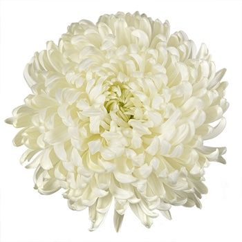 Chrysanthemum Disbud (Cremon, Fuji, Mum)