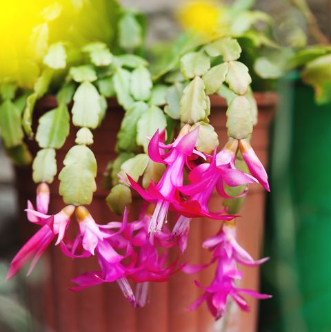 Christmas Cactus - Assorted