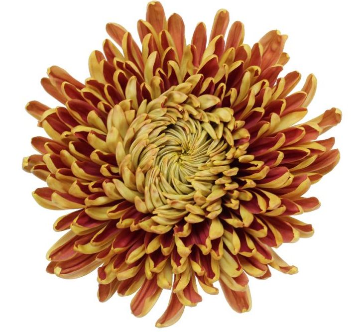 Chrysanthemum Disbud (Cremon, Fuji, Mum)