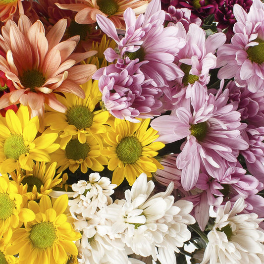 Chrysanthemum Spray Pompon Daisy