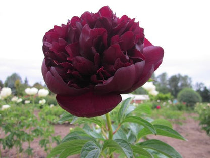 Peony