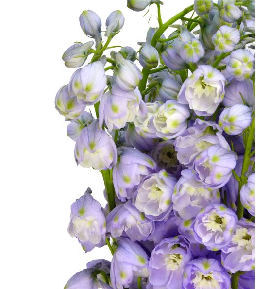 Delphinium