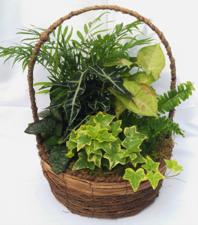 Dish Gardens with Assorted Green Plants