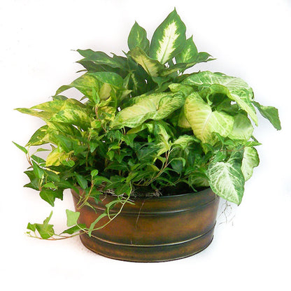 Dish Gardens with Assorted Green Plants