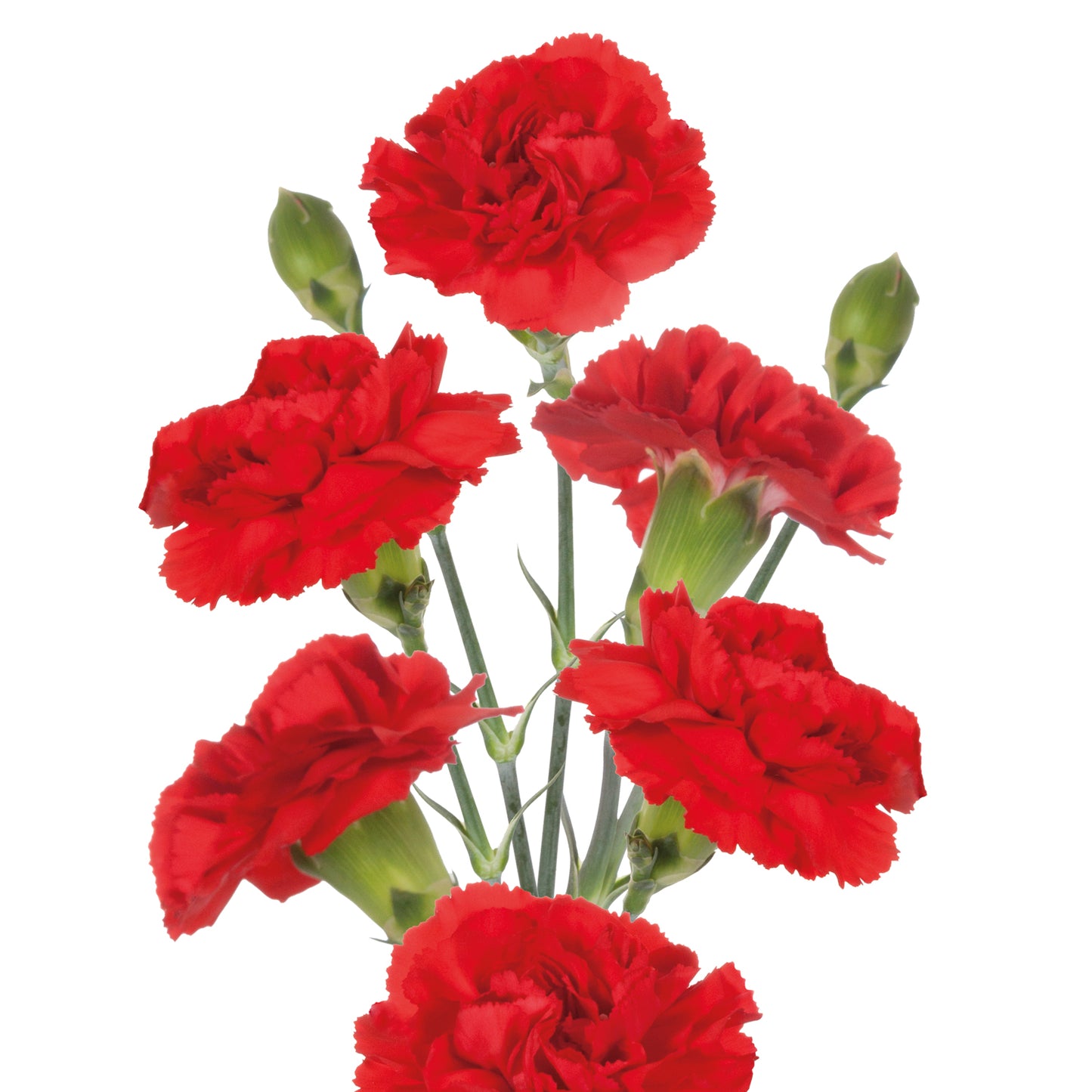 Carnations Spray (Mini Carnations)