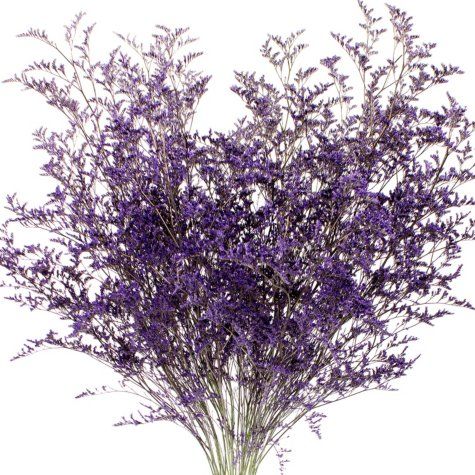 Limonium