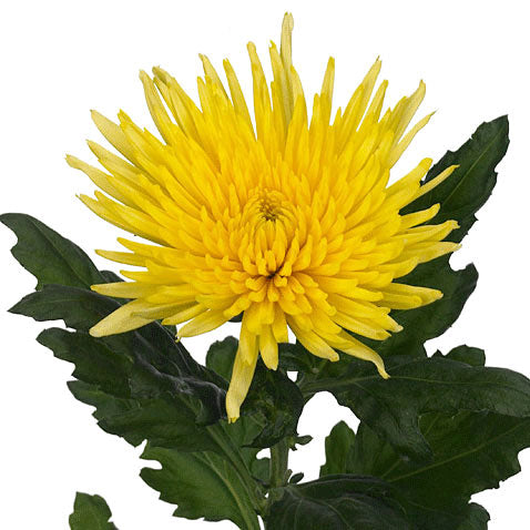 Chrysanthemum Disbud (Cremon, Fuji, Mum)