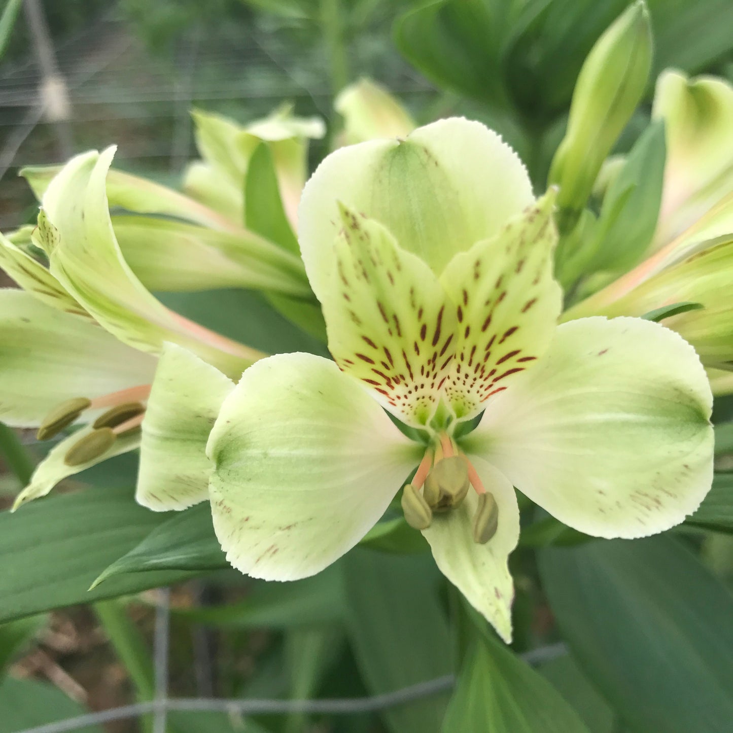 Alstroemeria