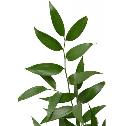 Ruscus